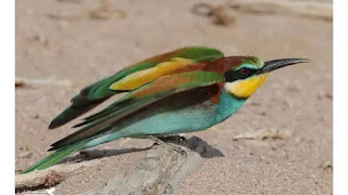 مرصد طيور العقبة.. منصة علمية لرصد حركة الطيور وتوثيق الأنواع المهاجرة